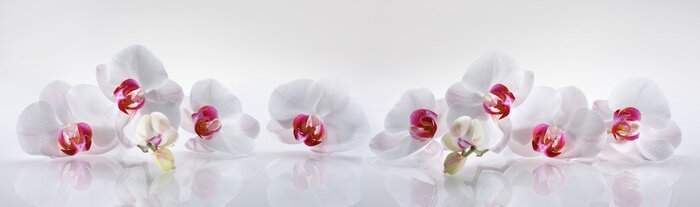 Poster  Fleurs exotiques orchidées