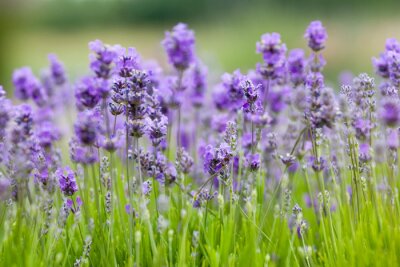 Fleurs mauves dans l'herbe