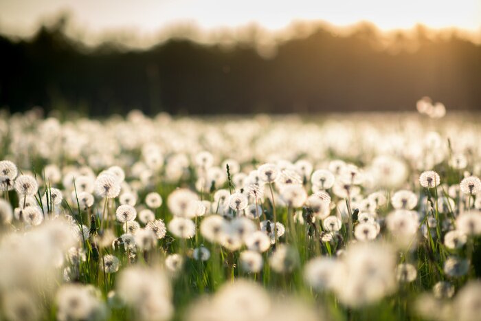 Poster  Fleurs pelucheuses dans le pré au lever de soleil