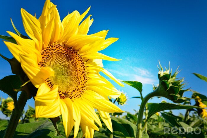 Poster  Fleurs pleines de soleil