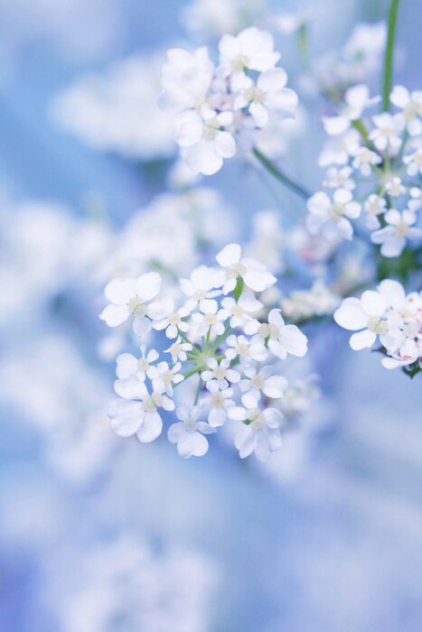 Poster  Fleurs printanières blanches sur un arrière-plan flou