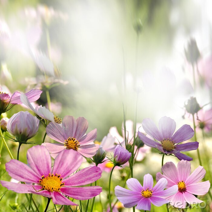 Poster  Fleurs roses dans le pré