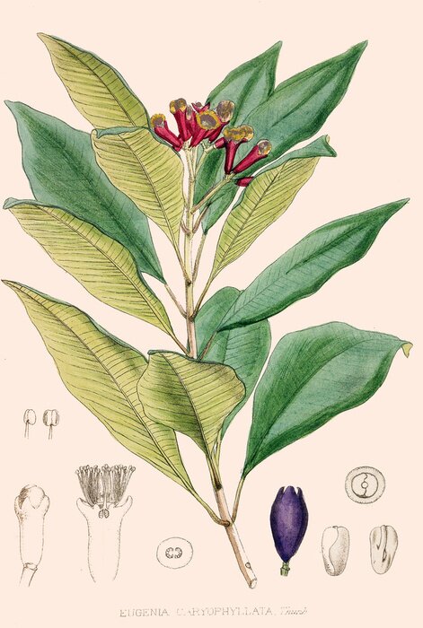 Poster  Fleurs roses entourées de grandes feuilles