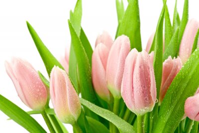 Fleurs roses sur fond blanc