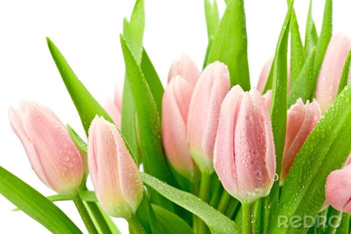 Poster  Fleurs roses sur fond blanc