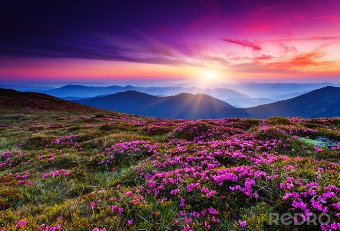 Poster  Fleurs roses sur une colline au coucher du soleil