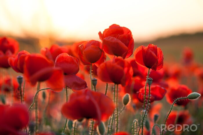 Poster  Fleurs sauvages rouges au soleil