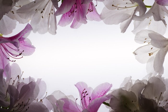 Poster  Fleurs sous forme de cadre