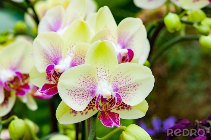 Poster  Fleurs vertes aux pétales mouchetés