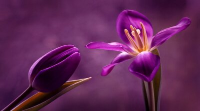 Poster  Fleurs violettes et monture violette