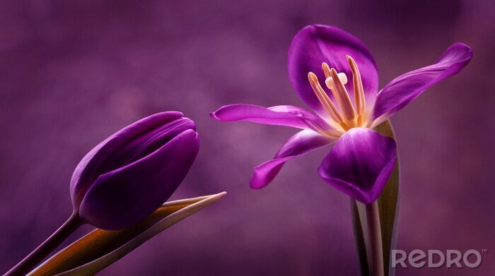 Poster  Fleurs violettes et monture violette