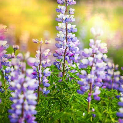 Poster  Fleurs violettes naturelles d'Alaska
