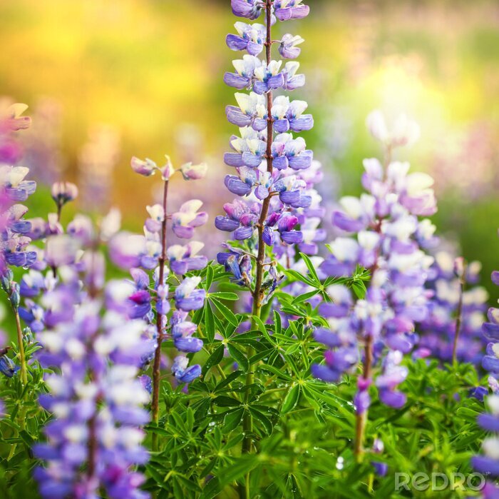 Poster  Fleurs violettes naturelles d'Alaska