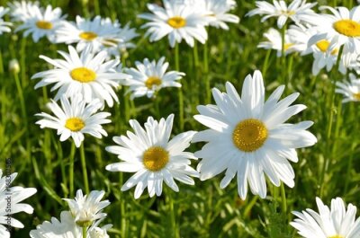 Poster  Floraison des marguerites dans les rayons de l'été Soleil lumineux