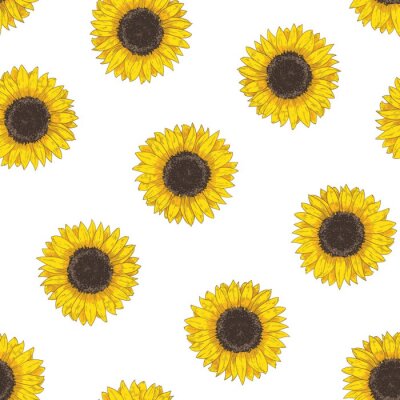 Floral seamless pattern with sunflower heads. Botanical backdrop with blooming flower or cultivated crop hand drawn on white background. Natural vector illustration in vintage style for fabric print.