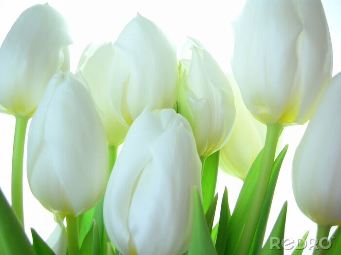 Poster  Fond avec des tulipes blanches