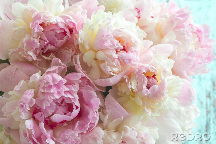 Poster  Fond de fleurs de pivoines roses moelleuses