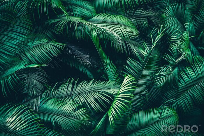 Poster  Fond naturel de plantes tropicales