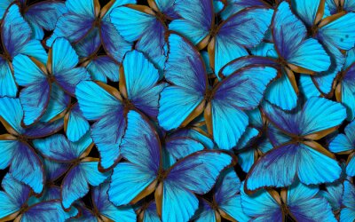 Fond papillon Morpho bleu clair