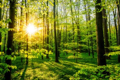 Forêt au printemps avec le soleil qui brille à travers les arbres