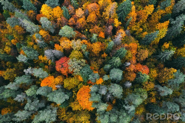 Poster  Forêt aux arbres colorés