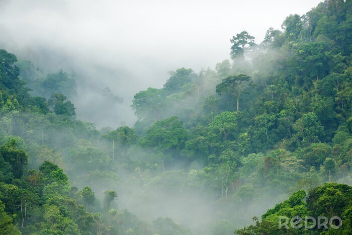 Poster  Forêt brouillard du matin