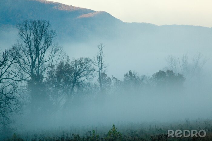 Poster  Forêt brume matinale