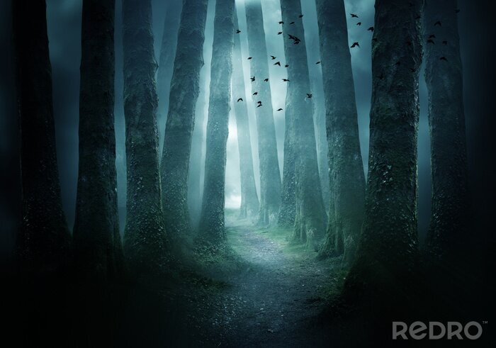 Poster  Forêt brumeuse fantastique avec des oiseaux