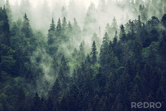 Poster  Forêt brumeuse sur un flanc de montagne
