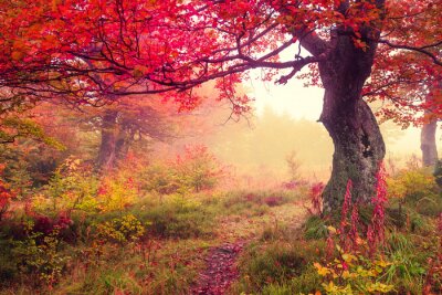 Poster  Forêt d'automne dans le brouillard avec un arbre courbé