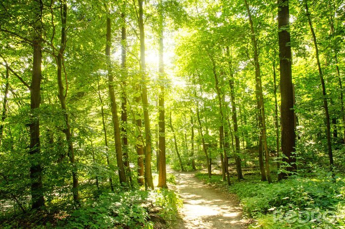 Poster  Forêt d'arbres et chemin