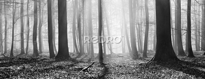 Poster  Forêt d'automne en noir et blanc