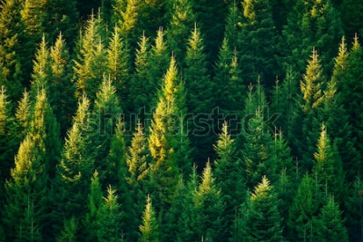 Poster  Forêt d'en haut éclairée par des rayons