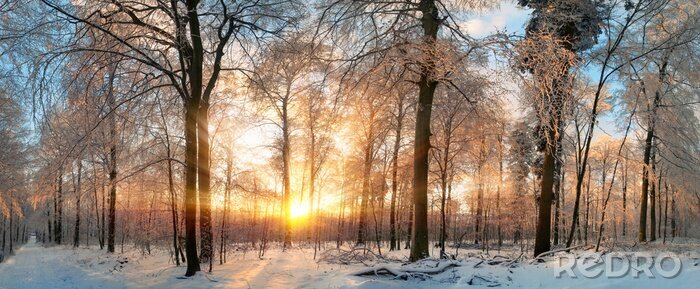 Poster  Forêt d'hiver aux rayons du soleil couchant