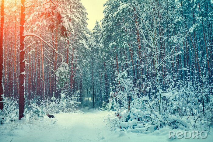 Poster  Forêt d'hiver avec un loup