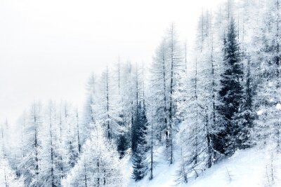 Forêt d'hiver de montagne