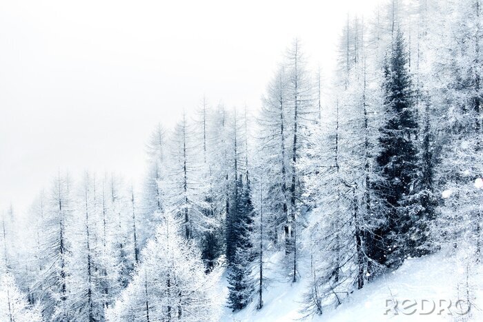 Poster  Forêt d'hiver de montagne