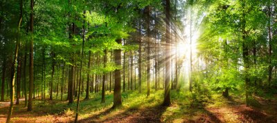 Forêt dans la lumière du soleil
