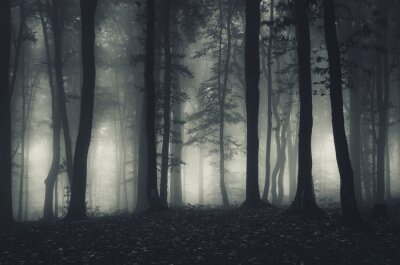 Poster  Forêt dans le brouillard la nuit