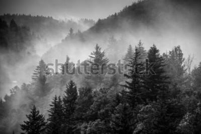 Poster  Forêt dans le brouillard noir et blanc