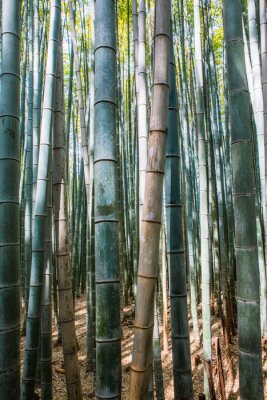 Poster  Forêt de bambou avec feuilles vertes en arrière-plan