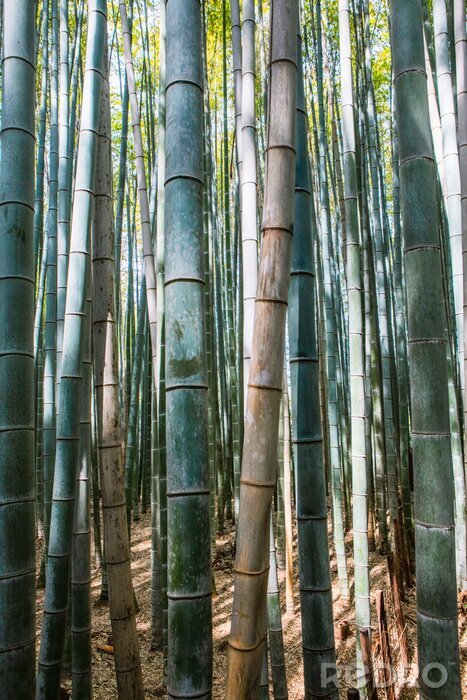 Poster  Forêt de bambou avec feuilles vertes en arrière-plan