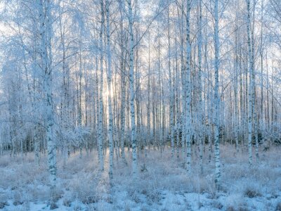 Forêt de bouleau dans la neige