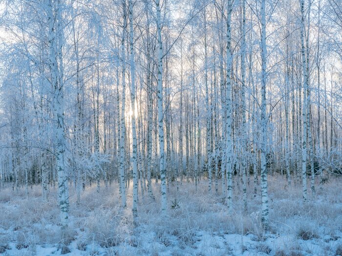 Poster  Forêt de bouleau dans la neige
