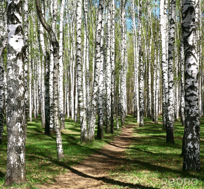 Poster  Forêt de bouleaux clairs