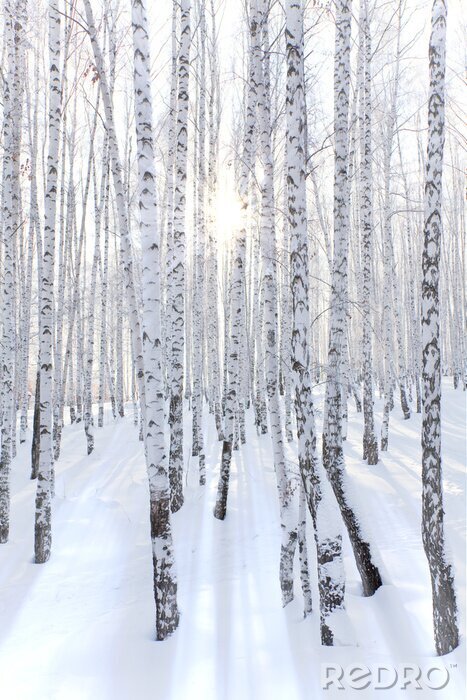Poster  Forêt de bouleaux couverte de neige et rayons du soleil