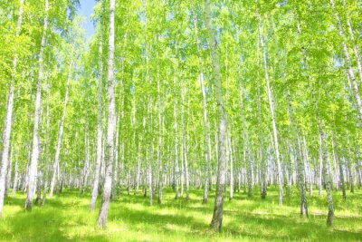 Forêt de bouleaux en été