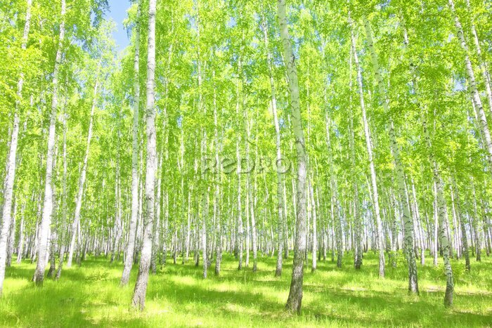 Poster  Forêt de bouleaux en été