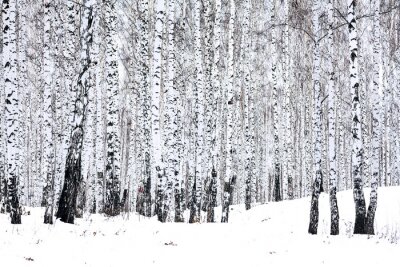 Forêt de bouleaux et hiver
