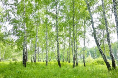 Forêt de bouleaux verdoyante en plein été